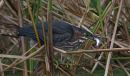 Green Heron